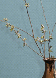 Madras Trellis (while stocks last)