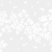 ROSE WHITE