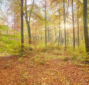 AUTUMN FOREST4x23m