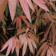 Bamboo Pink