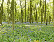 BLUEBELL WOOD 4x28.7m