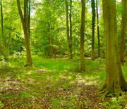 THETFORD FOREST SPRING 3x19.3m