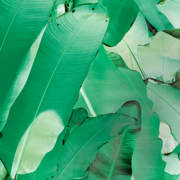 Banana Leaf Green