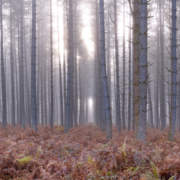 WINTER PINES 3x7.8m