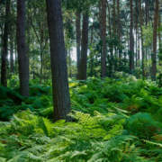 WOODLAND FERNS 3x6m